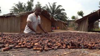 Côte d’Ivoire : les négociants ivoiriens de cacao mobilisés contre les multinationales