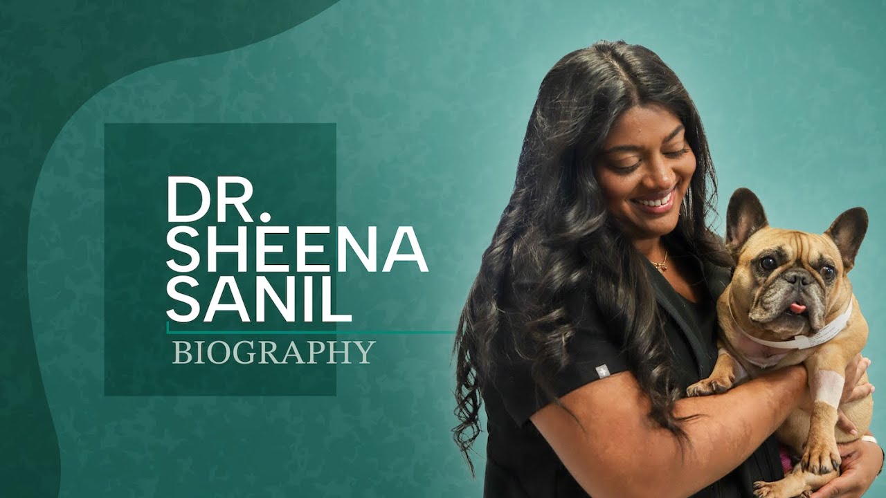 Get To Know Veterinary Neurologist, Dr. Sheena Sanil YouTube