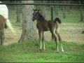 7 day old Arabian colt meets the fillys for the first time