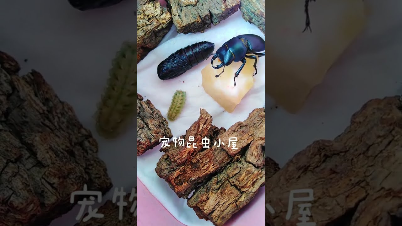 Centipedes, Insects, Spiders, Scopions, Venom insect 29