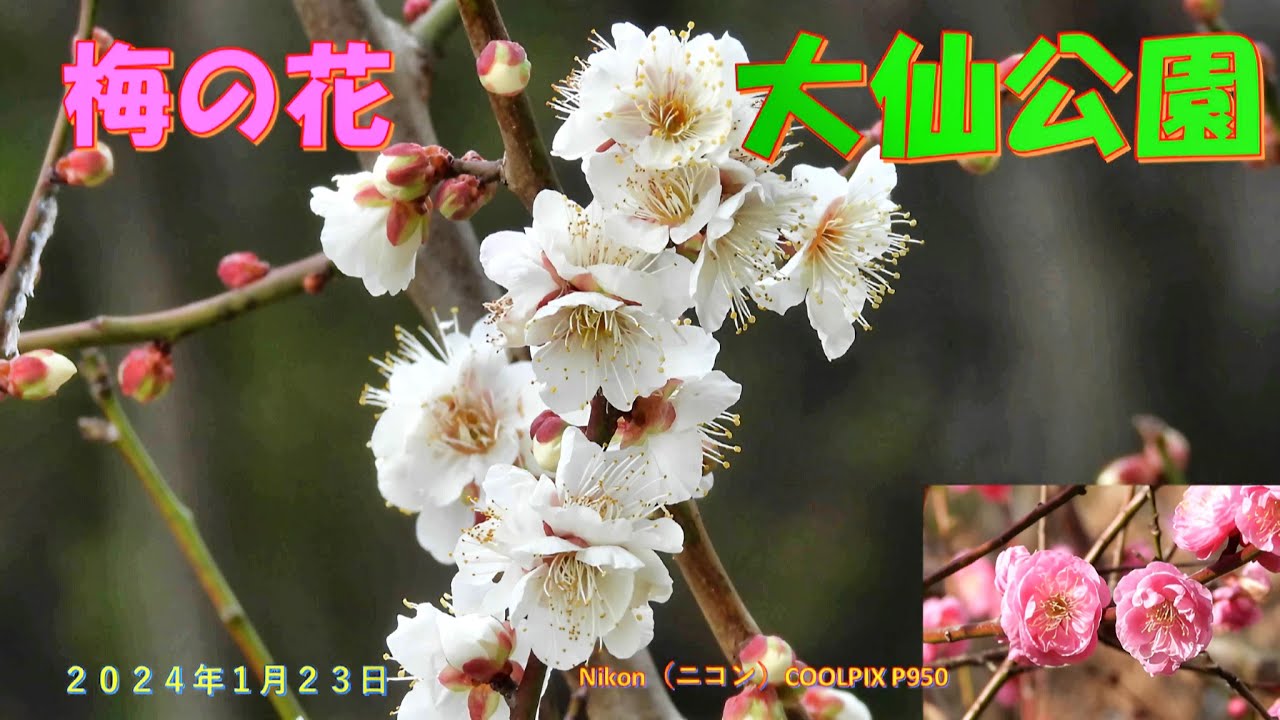 大仙公園の梅の花（2024年1月23日） - YouTube
