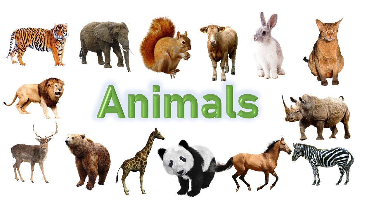 Имя animals. Domestic animals for Kids. Domestic and Wild animals for Kids. Доместик Энималс. Domestic animals names.