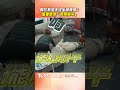 阿拉斯加犬沒坐穩「滑落沙發」　原地秒「軟爛躺平」不想努力｜TVBS新聞 #shorts