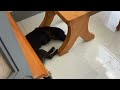 A lazy dog name cat?