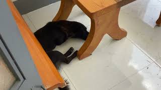 A lazy dog name cat?