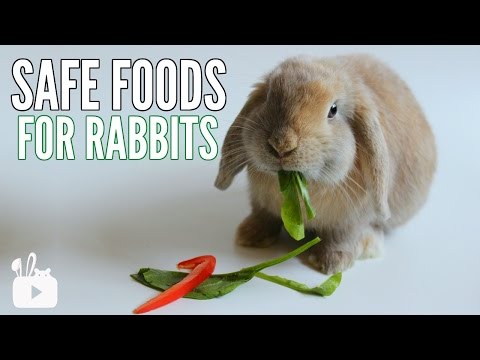 Video: What Do Rabbits Eat?