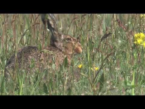 European hare - Haas (Lepus europaeus)