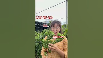 Cây Khế lá tim | 0386569374 - Ngọc Ngân Bến Tre | Chuyên cây độc lạ