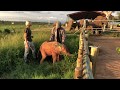 Albino elephant calf Khanyisa pays a visit to her future family - 18 Jan 2020