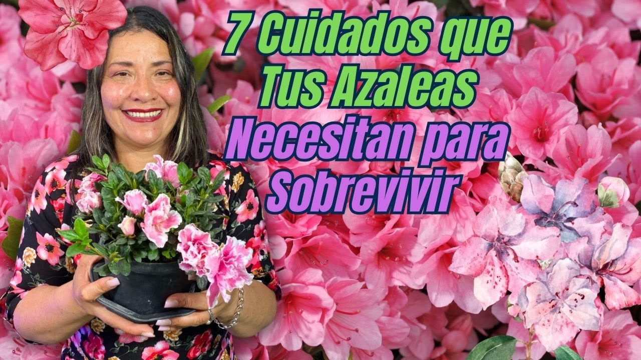 7 Secretos para Tener Azaleas Siempre Florecidas y Bien Hermosas