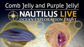 Soft and Shiny Jellies Comb the Abyssal Plain | Nautilus Live screenshot 2