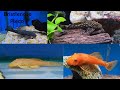 Bristlenose Pleco Care - Day 1 of Fishmas
