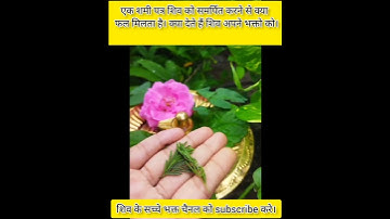 शमी पत्र उपाय । शमी पत्र शिव को समर्पित करने से क्या फल मिलता है।🌿🌿🕉️🕉️ #shorts#shivmahapuran #shiv
