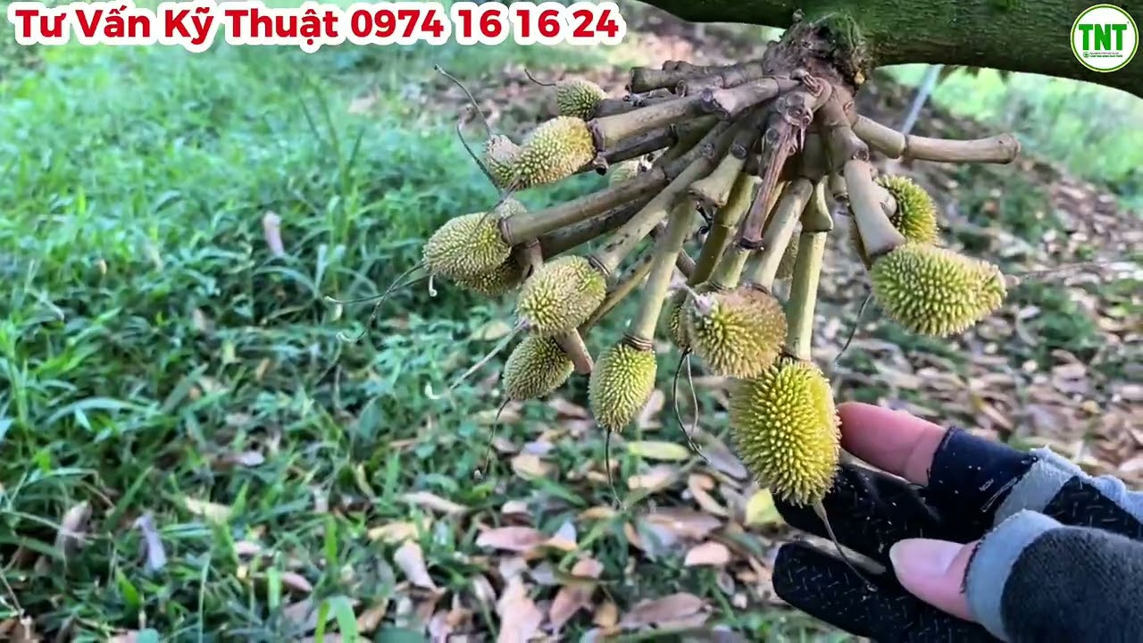 Vườn Sầu Riêng ở Phong Điền Đang Giai Đoạn Rụng Sinh Lý Lần 2 - Nước Vẫn Giữ Vai Trò Quan Trọng