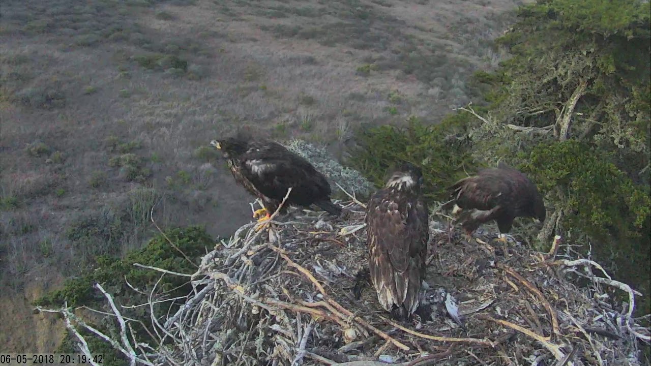 Sauces Bald Eagles Channel Islands Cam 06052018 201523 211524