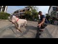 Mini Bull Terrier ขาโจ๋ ตัวอ้วน(The Trailer)