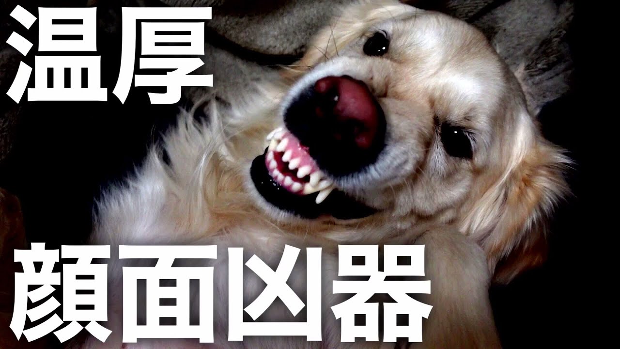 英国ゴールデンレトリバーの温厚な怒り方がコチラ 大型犬 Youtube