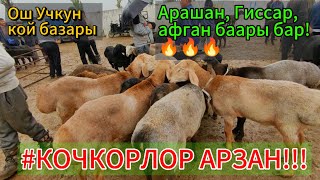 Ош Учкун кой базары. Күчтүү кочкорлор, арзан баалар! 🐑🐏🔥🔥