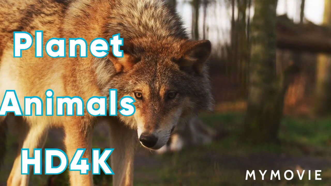 Fastest Animals Wolfs & Zebra