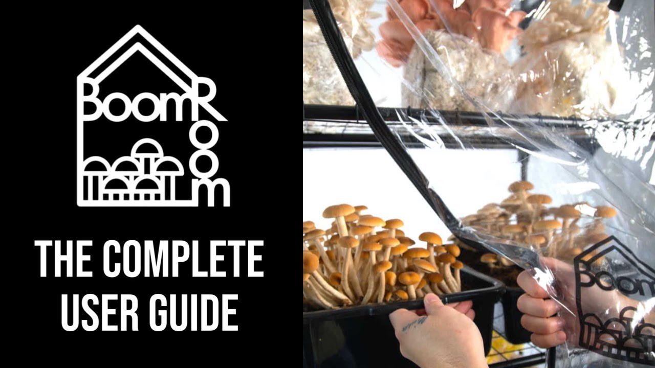 Полное прохождение BoomRoom II | Функции, руководства и многое другое | Грибная палатка Martha