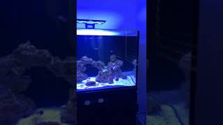 New Coral 9Week Update