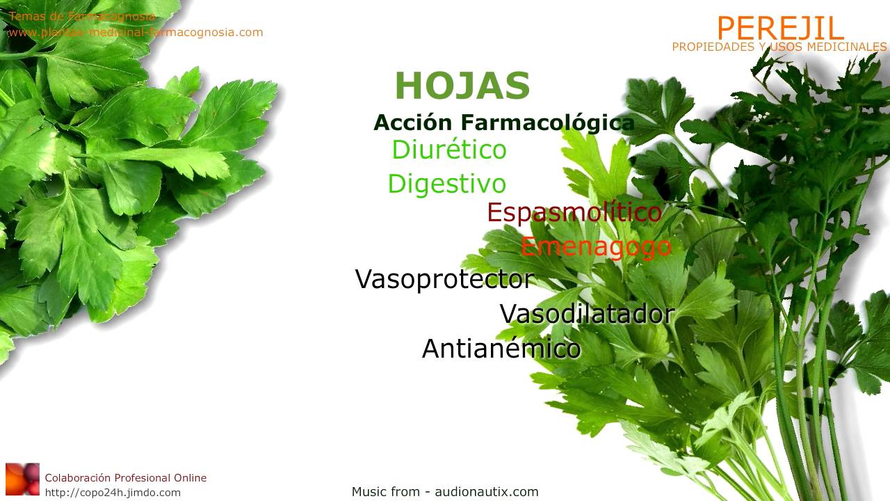 Propiedades Del Perejil Farmacognosia Plantas Medicinales