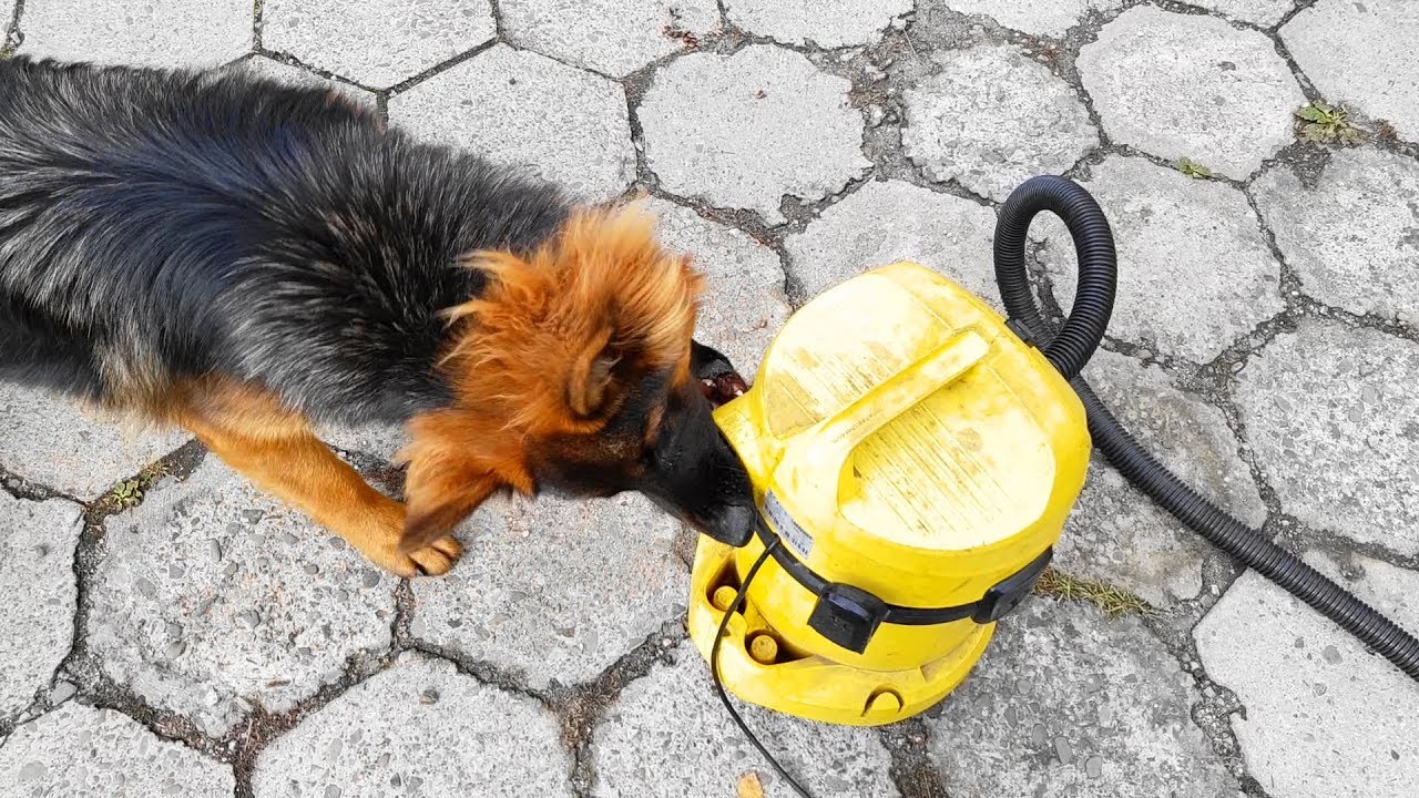 German Shepherd VS vacuum cleaner/Owczarek Niemiecki VS odkurzacz YouTube