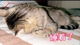 小猫咪淘累了抱着粉条就睡着了孩子一样