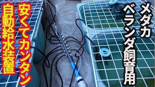 【メダカ便利グッズ】ベランダメダカの自動水替え装置を作ってみた