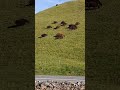 Switzerland Cute #shorts #youtubeshorts