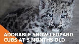 Adorable Snow Leopard Cubs Are 5 Months Old!