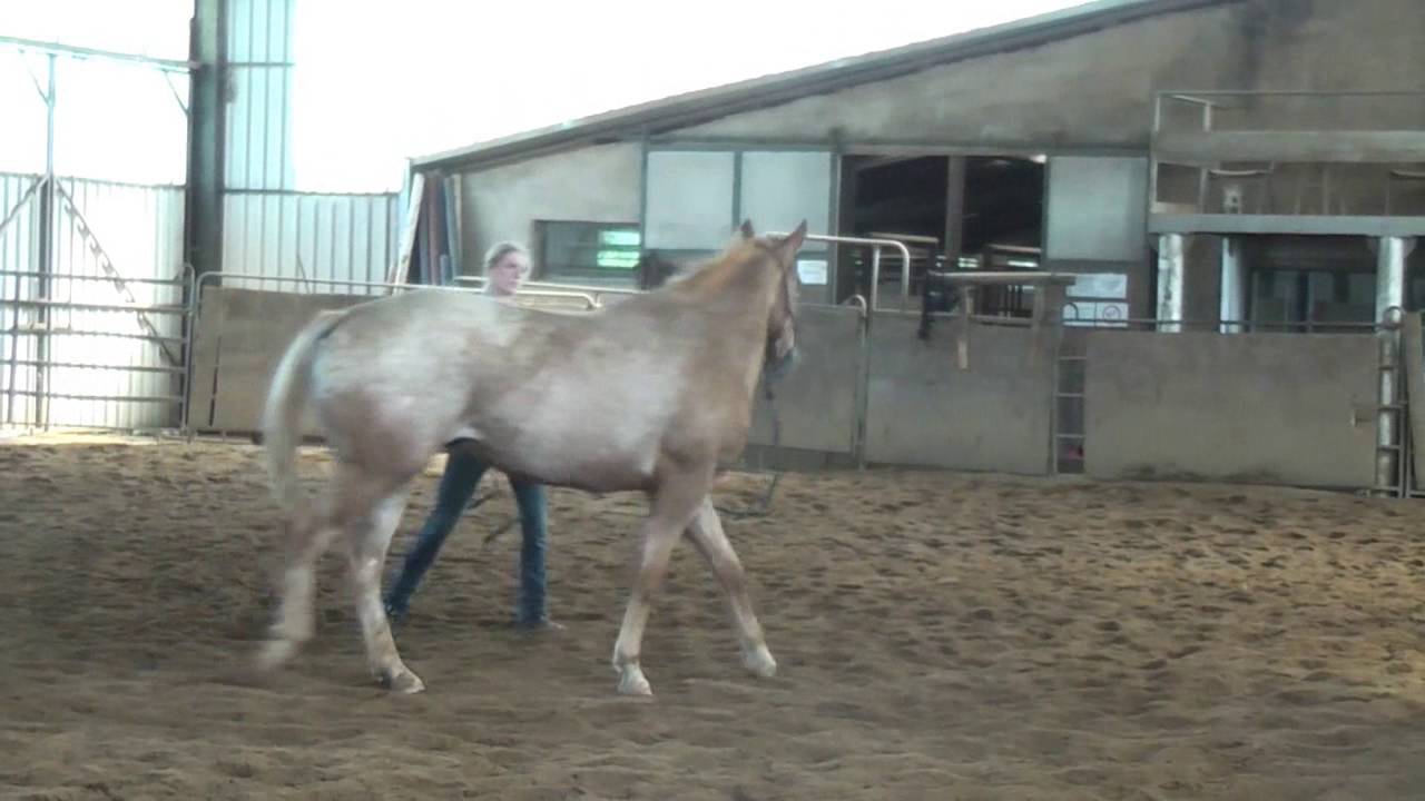 Proud Joker Bar - 06.08.2016 - www.appaloosa-tolksdorf.de