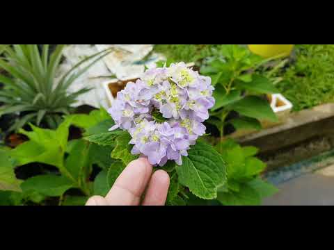 Video: Hydrangea Selepas Musim Sejuk: Tidak Tumbuh, Kering, Tidak Bangun, Dan Masalah Lain Tidak Berbunga. Bagaimana Menghidupkan Semula? Bagaimana Rupanya?