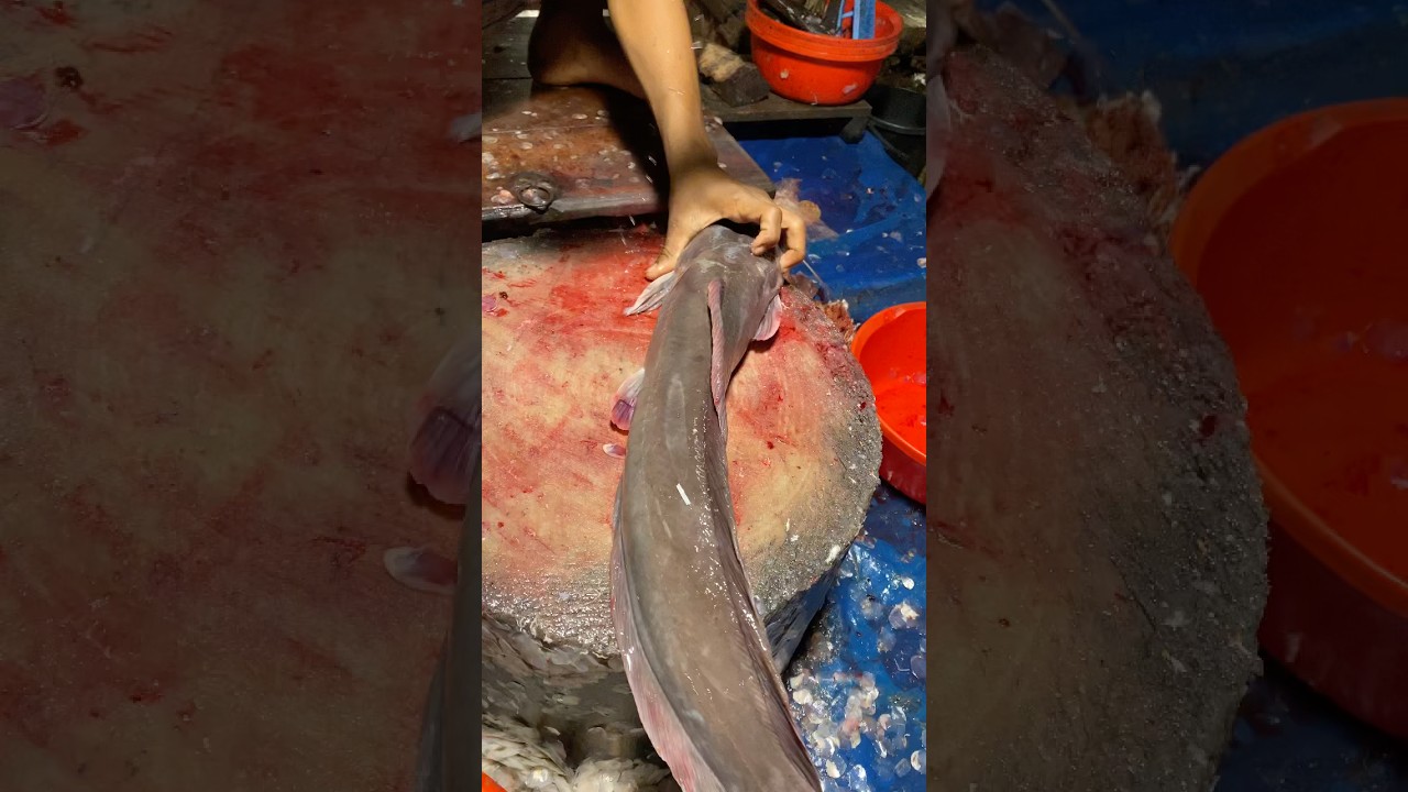 Giant Cat Fish cutting skills 