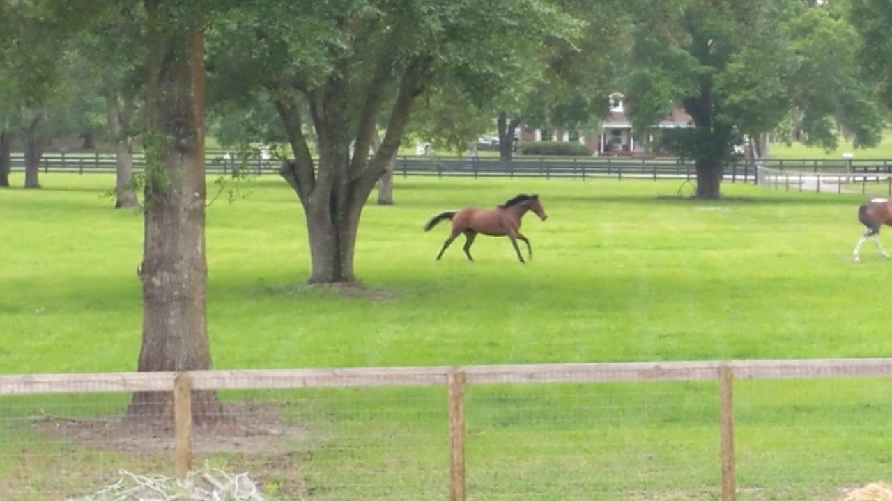 Whispering Hill Farm YouTube