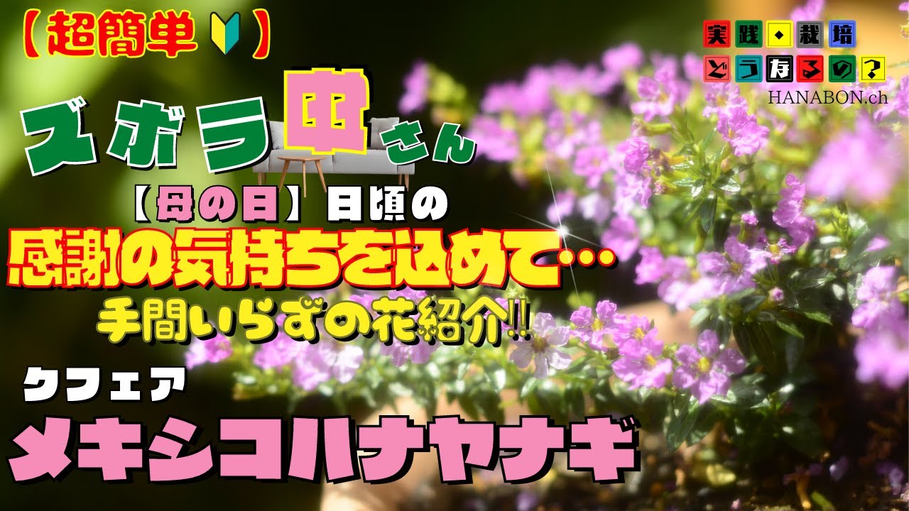 Practice, Cultivation, and What Happens? [Easy Flowers for