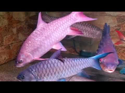 Kelah Kelah Kelah Collection