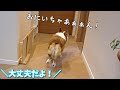 帰省した長男がコンビニに行くだけで大騒ぎするコーギー犬