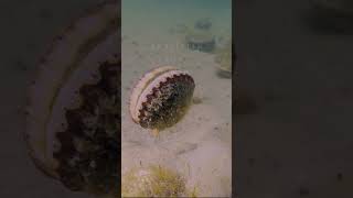 Next post might be a recipe. Best food in the sea!#ocean#nature#seafood#newengland#massachusetts