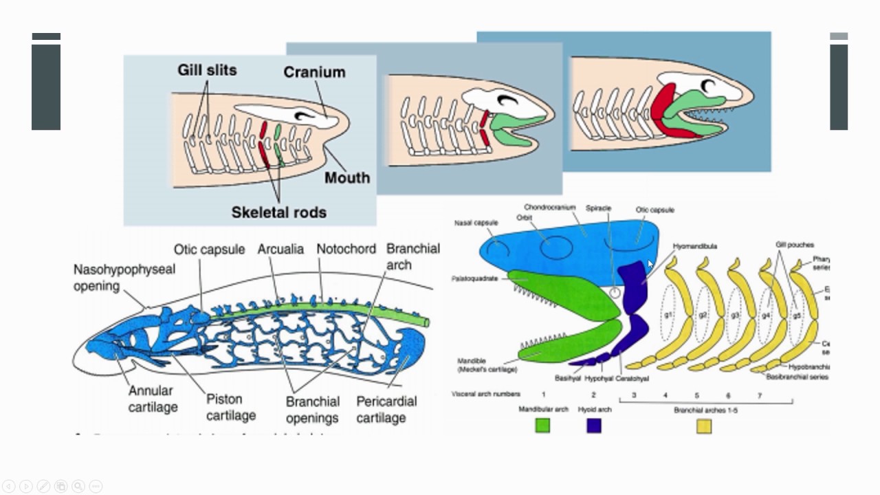 Gnatostomados - Zoología - Biología