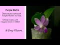 Пересадка орхидеи Purple Martin  из мха. Обзор коры для подростков от ОВИ.