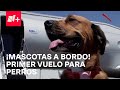 Primer vuelo para perros y dueños: Así será la cómoda experiencia - Las Noticias