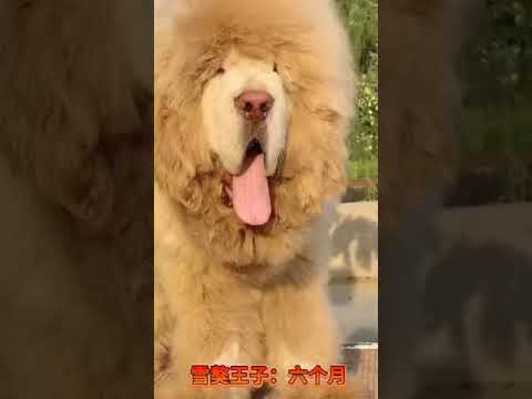 Bán chó ngao tây tạng, 1