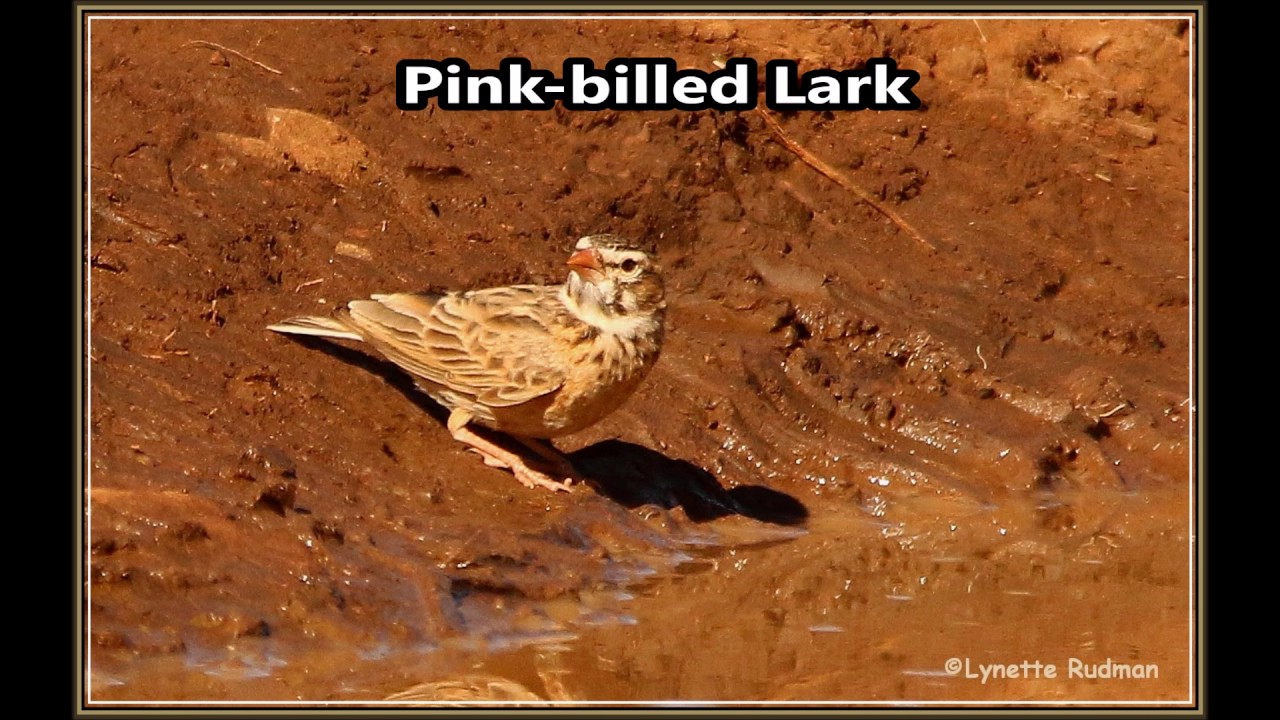 Pink billed Lark call YouTube