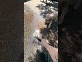 Water Zumiez!🐶 subscribe! #nycdogs #dogshorts #dogwalking #dogs #fypシ #puppy #dogparks #citydog #fy