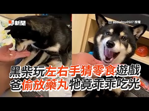 柴犬玩左右手猜零食 爸偷放藥丸牠竟乖乖吃光｜狗｜寵物｜遊戲