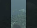 Lunch time for the fish #underwater #ocean #nature #lunchtime #relaxing