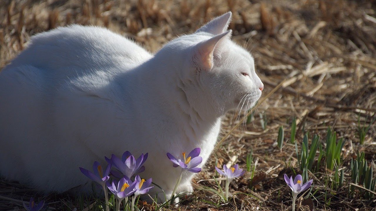 How to Keep a Cat Safe in the Car Preparing Your Cat for Car Travel YouTube