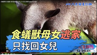 食蟻獸母女脫逃 找回寶寶媽待尋 八大民生新聞 2020101503