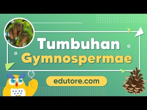 Pengertian & Ciri Tumbuhan Gymnospermae #BelajarDiRumah